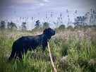 Dejzina - w typie Labrador; dla rodziny z dziećmi i psami - 7