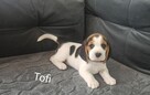 Beagle - 4