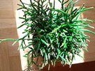 Filodendron, szczawik, fiołek odmianowy i inne - 14