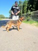 Lizak - wychowany, przyjazny psiak szuka domu! - 2