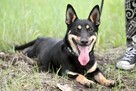 Zjawiskowy nieduży psiak Lisek - 2