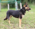 Młoda Lucy szuka domu! - 5