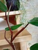 Filodendron, szczawik, fiołek odmianowy i inne - 3
