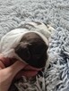 Shih-Tzu piękny maleńki piesek - 2