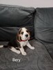 Beagle - 6