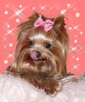 York, Yorkshire Terrier!Elitarne MICRO CUDEŃKA-XXXS dla VIP! - 8