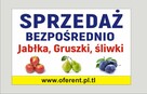 Gruszki duże twarde cena brutto 2-3 zł. oferent.pl.tl - 16