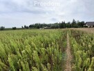 Działka budowlana w Handlowym Młynie - 4