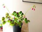 Filodendron, szczawik, fiołek odmianowy i inne - 5