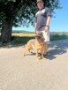 Lizak - wychowany, przyjazny psiak szuka domu! - 5