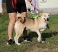 Kochana suczka Lajla szuka domu! - 6