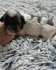 Shih-Tzu piękny maleńki piesek - 4