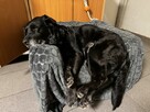 Dejzina - w typie Labrador; dla rodziny z dziećmi i psami - 9