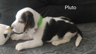 Beagle - 5