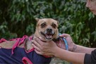 Ruda delikatna suczka czeka na wyrozumiały dom-adopcja - 4