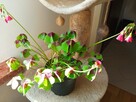 Filodendron, szczawik, fiołek odmianowy i inne - 6