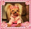 York, Yorkshire Terrier!Elitarne MICRO CUDEŃKA-XXXS dla VIP! - 10