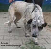 Kropka - 2