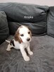 Beagle - 3