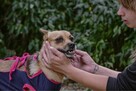 Ruda delikatna suczka czeka na wyrozumiały dom-adopcja - 2
