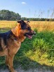 Lizak - wychowany, przyjazny psiak szuka domu! - 4