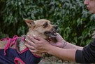Ruda delikatna suczka czeka na wyrozumiały dom-adopcja - 6
