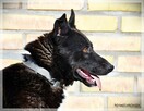 Dorian – bystry, rezolutny „owczarkowaty” przystojniak - 2