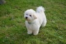 Bichon FCI /ZKwP/ostatni piesek. - 4