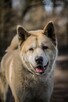 Piernik - w typie Akita; książkowy przykład swojej rasy - 5