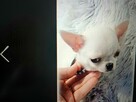 Ostatnia Chihuahua XSS Biała - 2