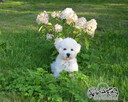Bichon FCI /ZKwP/ostatni piesek. - 8
