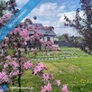 Sprzedam dom z garażem i ogrodem - 5