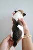 Ceylon Jack Russell Terrier FCI - 3