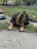 owczarek niemiecki. - 3