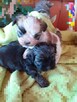 Malshi (maltanczyk shih tzu) - 2