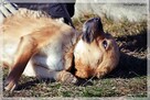 Wafel – naprawdę fajny, pragnący bliskości psi młodziak - 3