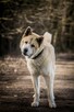 Piernik - w typie Akita; książkowy przykład swojej rasy - 2