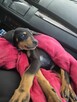 Doberman - 2