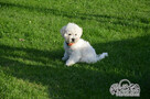 Bichon FCI /ZKwP/ostatni piesek. - 9