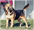 Witek – przy człowieku rozkwita jakby był szczeniakiem - 7