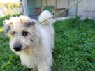 Porzucony FILC w typie owczarka katalońskiego szuka domu !! - 7