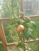 Sprzedam produkty rolne - 8