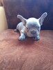 Buldog francuski blue - 4