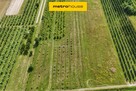 5 ha w jednym kawałku - Potycz, 40 km od Warszawy - 14