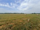 Działka budowlana Tąpkowice gm. Ożarowice, Brynicka - 3