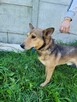 Młody, przyjacielski KUMPEL szuka domu !! Do adopcji !! - 2