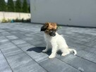 Szczeniak Papillon Spaniel Kontynentalny ZKwP FCI - 8