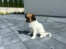 Szczeniak Papillon Spaniel Kontynentalny ZKwP FCI - 5