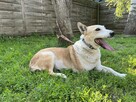 Kochany ułożony psiak kochający spacery poleca się do adopcj - 7