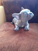 Buldog francuski blue - 2